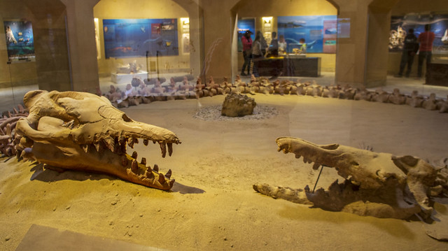 Largest intact Basilosaurus Isis whale at the Fossils and Climate Change Museum