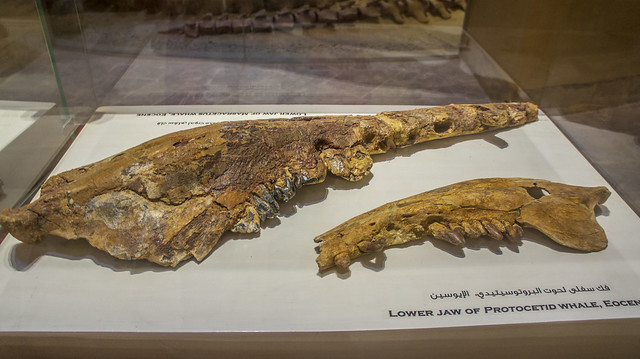 Protocetid Whale's lower jaw at Egypt's Fossils and Climate change Museum
