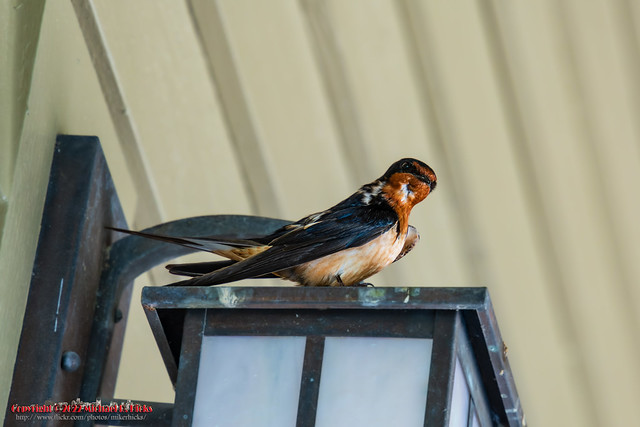 Barn Swallow [Hirundo rustica]