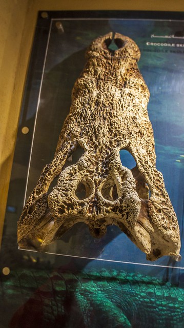 A crocodile skull at Egypt's Fossils and Climate Change Museum