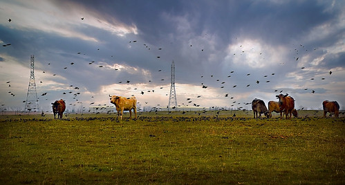 cattle cow sky centralvalley countryside farmanimal domestic pasture field california ca usa birds landscape grass bull grazing