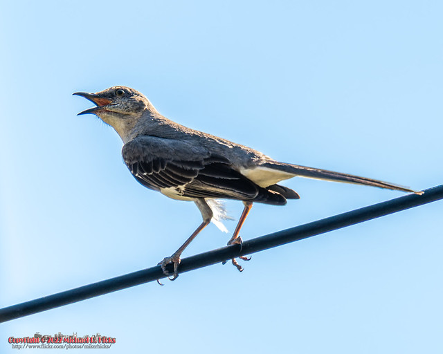 Northern Mockingbird [Mimus polyglottos]