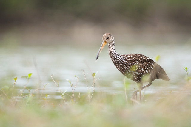Limpkin, first Indiana record, Lake Monroe, Brown County, Indiana.  June 26, 2022.