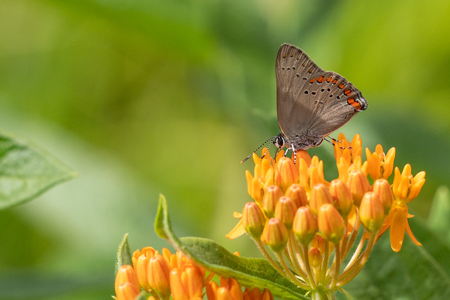 Coral hairstreak butterfly