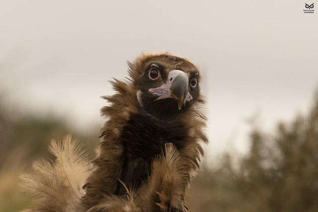 Abutre Preto, Black Vulture (Aegypius monachus)