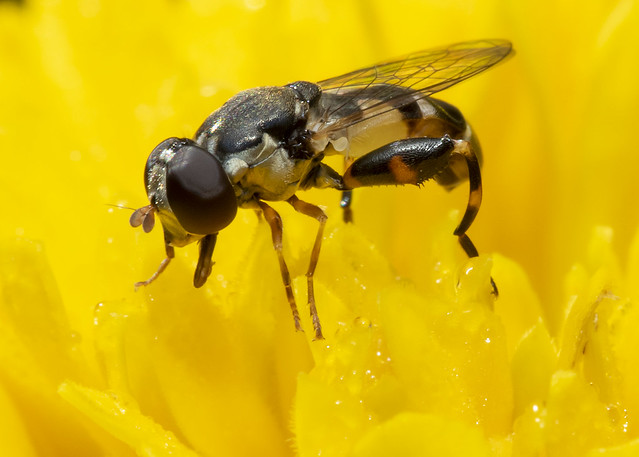 Thick-legged Hover Fly (Syritta pipiens)