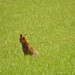 Fox in a field, Heyshott, West Sussex 26/6/22