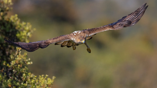 Bonelli's eagle (Aquila fasciata)393