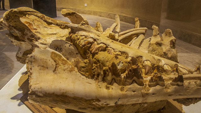 Dorudon whale at Dorudon at Egypt's Fossils and Climate Change Museum