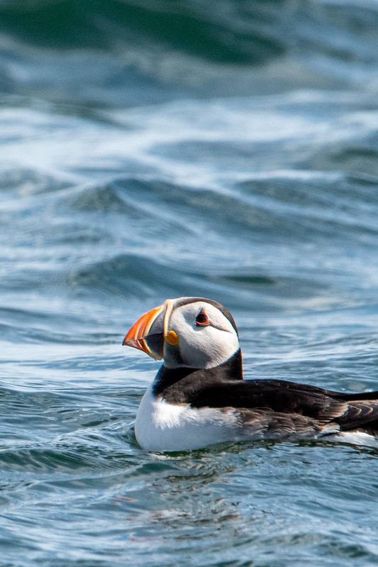 puffin-offshore-craigleith-island-scottish-seabird-centre-9284