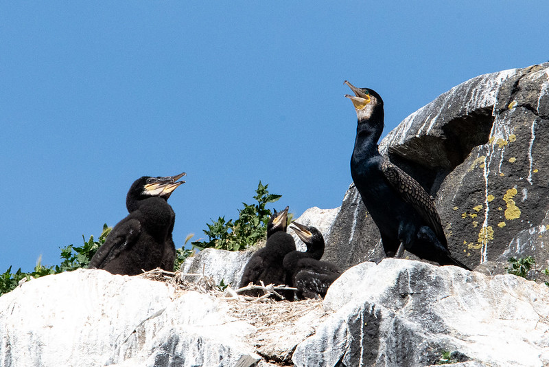 great-cormorant-family-craigleith-island-scottish-seabird-centre-9258