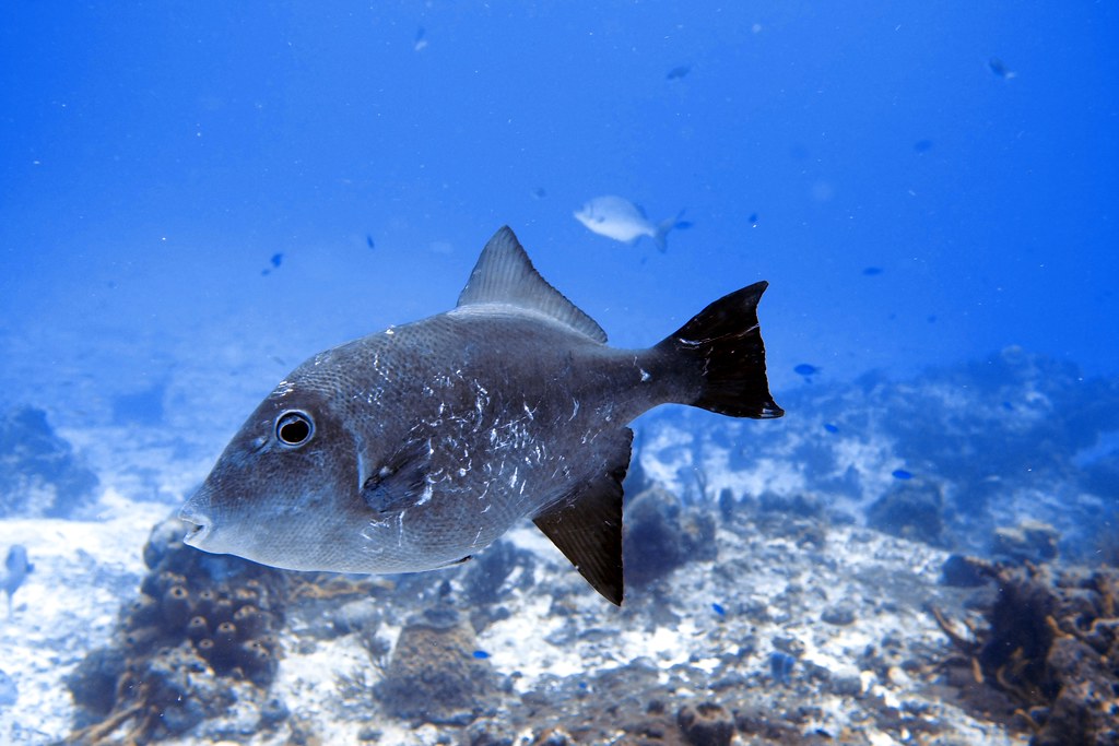Canthidermis sufflamen | Baliste océanique Ocean triggerfish… | Flickr