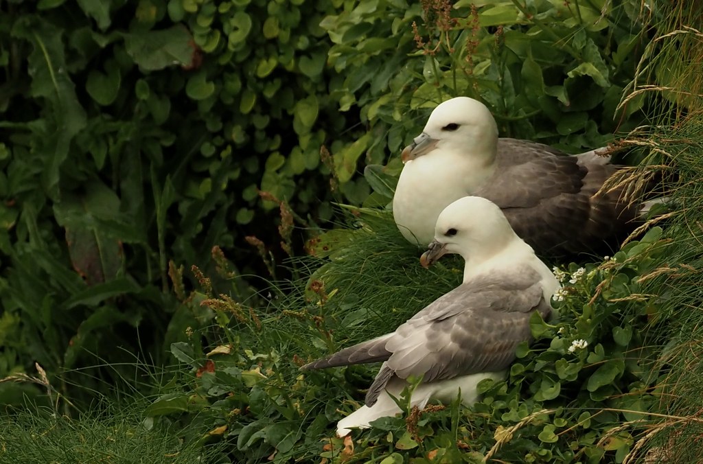 Fulmars resting close to the West Lighthouse. Rathlin Island
