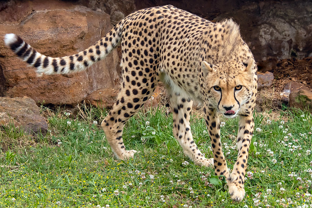 Hungry Cheetah..