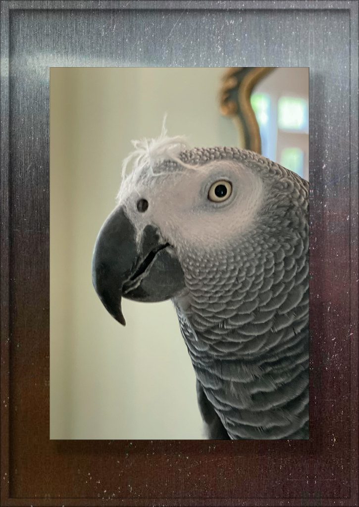 Toby is a Silly Bird