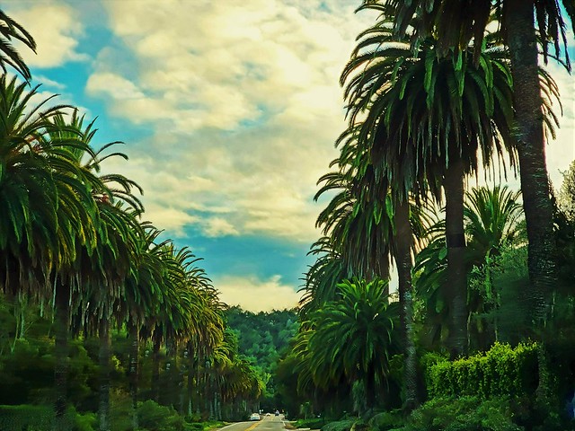 Palm Lined Promenade