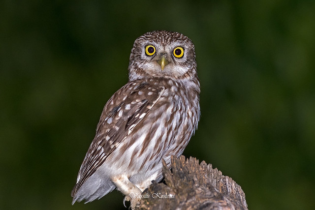 Athene noctua, Κουκουβάγια, Little Owl
