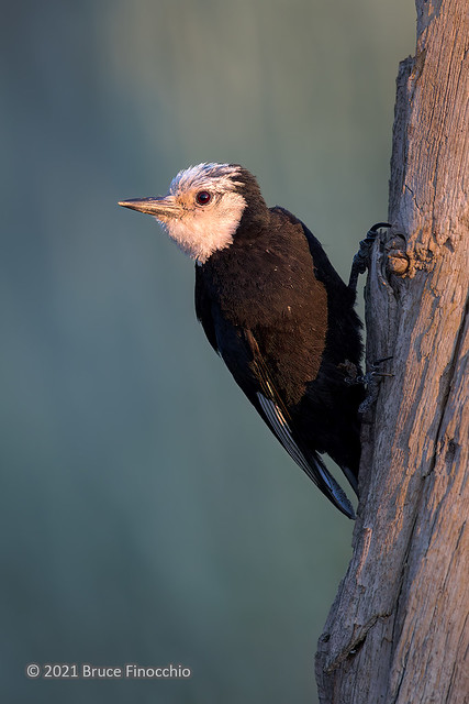 Early Morning Light Bathes A Perched Female White-headed Woodpecker