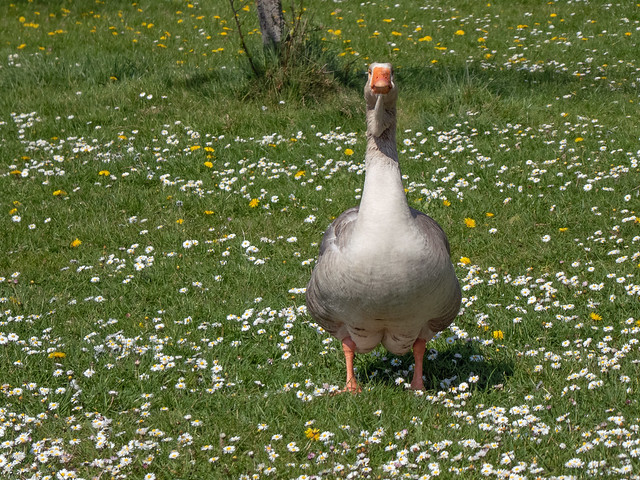Greylag Goose on lawn near River Exe, Exeter