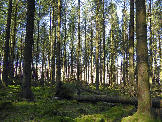 In stand of Sitka Spruce in Fernworthy Forest, Dartmoor