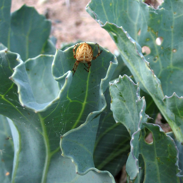 Conspicuous spider on Sea Kale's leaf
