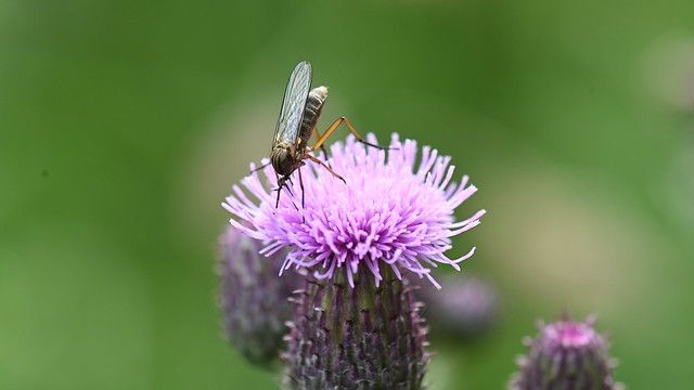 Common Dance Fly on Thistle by Sandford Lane
