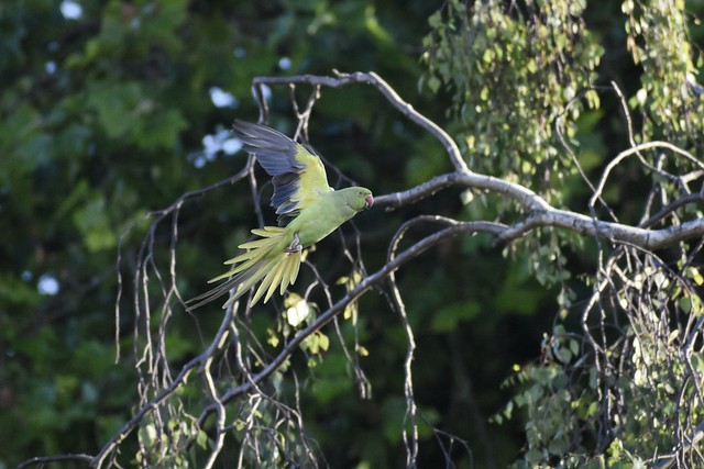 Rose-Ringed Parakeet - Adult | Female