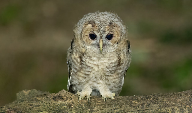 Tawny Owl chick
