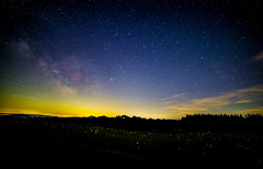 Fireflies Under The Stars