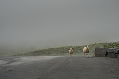 Sheep in the fog, Gaustabanen, Norway  (由  Tõnno Paju