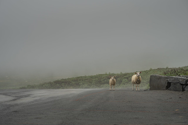 Sheep in the fog, Gaustabanen, Norway