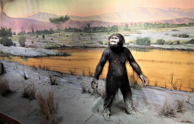 Australopithecus aferensis 2692