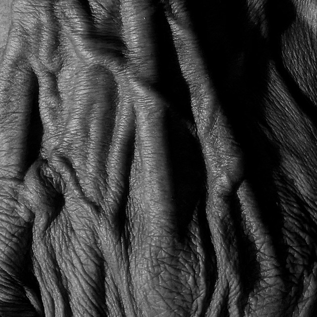 Handing You a Black and White Macro Picture of buddhadog's Veins