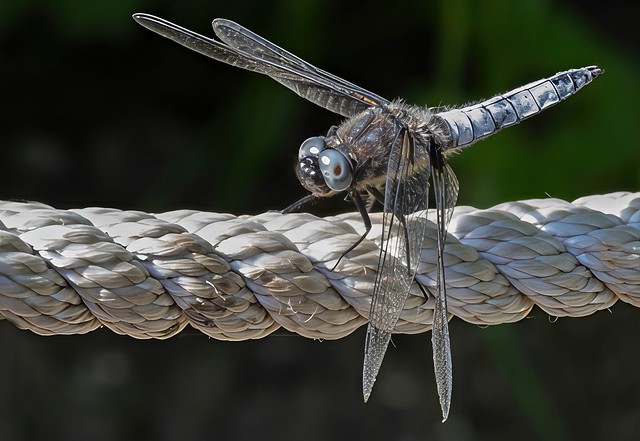 Libellule fauve (Libellula fulva)