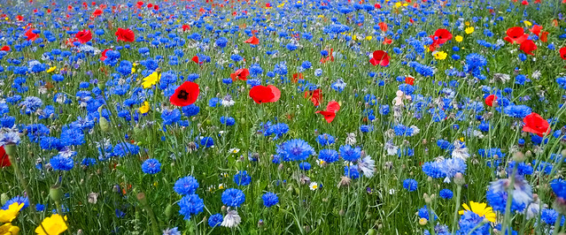 cornflower-poppy Meadow Kent.