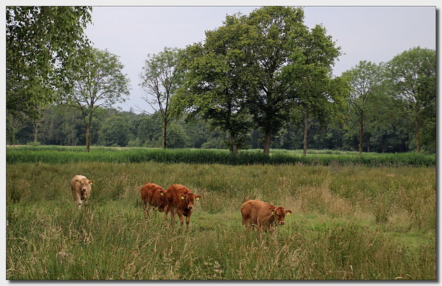 Jersey runderen in groot natuurgebied.