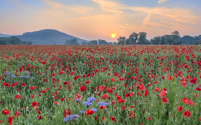 *sunrise over the poppy field*