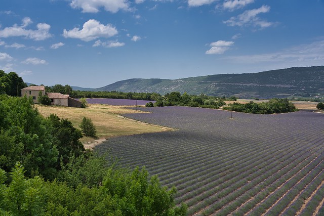 Lavender Field, Luberon (explore 28-Jun-2022)