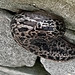 leopard Slug