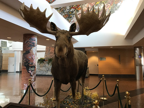 Our first and last Alaska moose greeted us when we arrived and bid us farewell at the Anchorage airport.