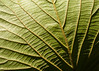 Hobblebush leaf underside