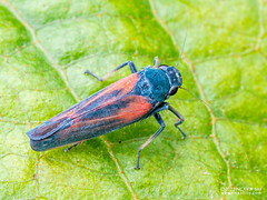 Leafhopper (Cicadellidae) - P6067380
