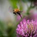 Bee on clover 🐝