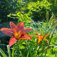 @nh_drummer My orange daylilies have started blooming, too!