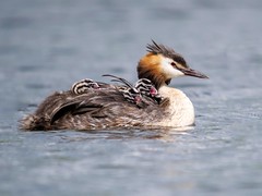 Great crested grebe with humbugs