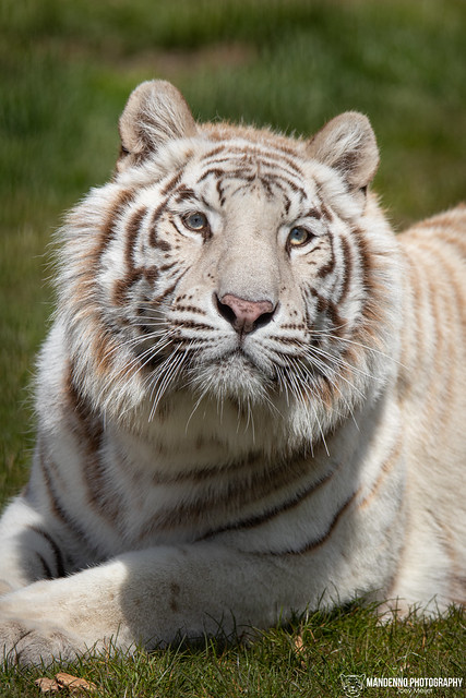 Bengal White Tiger - Pakawi Park - Belgium