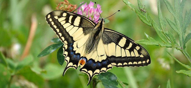 Schwalbenschwanz (Papilio machaon) | 05-2022 | Tessin | Schweiz