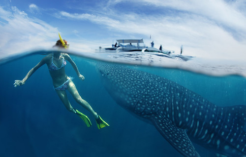 Swimming with whale sharks. From Heading to the Philippines? Our 10 Best Travel Tips