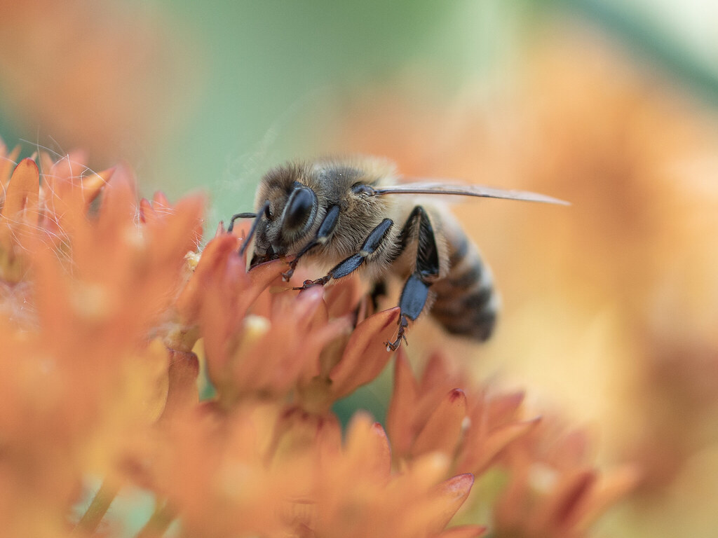Milkweed Bee