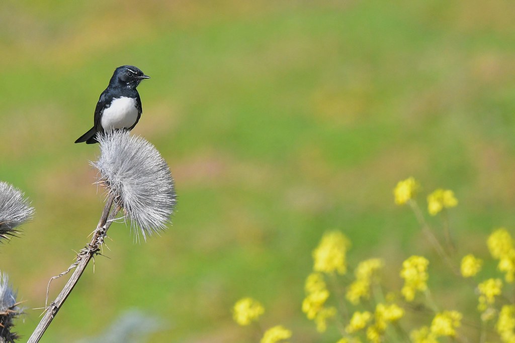 Willie wagtail